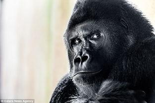 明星猩猩,森林中的闪耀明星
